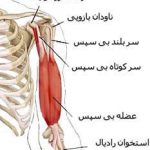 مهدی شهبازی آزاد کارشناس علمی درمان زخم در اصفهان