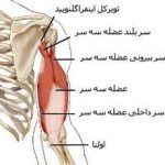 مهدی شهبازی آزاد کارشناس علمی درمان زخم در اصفهان