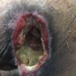 مهدی شهبازی آزاد کارشناس علمی درمان زخم در اصفهان