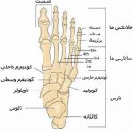 مهدی شهبازی آزاد کارشناس علمی درمان زخم در اصفهان