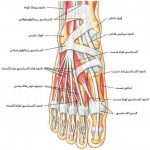 مهدی شهبازی آزاد کارشناس علمی درمان زخم در اصفهان