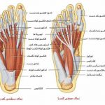 مهدی شهبازی آزاد کارشناس علمی درمان زخم در اصفهان