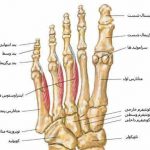 مهدی شهبازی آزاد کارشناس علمی درمان زخم در اصفهان