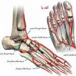 مهدی شهبازی آزاد کارشناس علمی درمان زخم در اصفهان