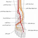 مهدی شهبازی آزاد کارشناس علمی درمان زخم در اصفهان