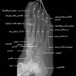 مهدی شهبازی آزاد کارشناس علمی درمان زخم در اصفهان