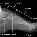 مهدی شهبازی آزاد کارشناس علمی درمان زخم در اصفهان