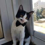 بیمارستان دامپزشکی شبانه روزی درین در تهران