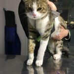 بیمارستان دامپزشکی شبانه روزی درین در تهران