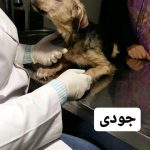 بیمارستان دامپزشکی شبانه روزی درین در تهران