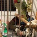 بیمارستان دامپزشکی شبانه روزی درین در تهران