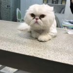 بیمارستان دامپزشکی شبانه روزی درین در تهران