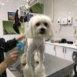 بیمارستان دامپزشکی شبانه روزی درین در تهران