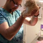 بیمارستان دامپزشکی شبانه روزی درین در تهران