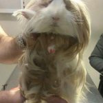 بیمارستان دامپزشکی شبانه روزی درین در تهران