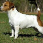 بیمارستان دامپزشکی شبانه روزی درین در تهران