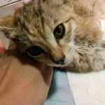 بیمارستان دامپزشکی شبانه روزی درین در تهران