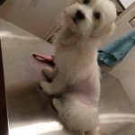 بیمارستان دامپزشکی روبان در تهران