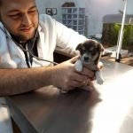 بیمارستان دامپزشکی روبان در تهران