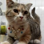 بیمارستان دامپزشکی روبان در تهران