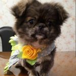 بیمارستان دامپزشکی روبان در تهران