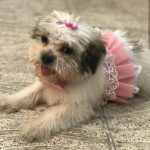 بیمارستان دامپزشکی روبان در تهران