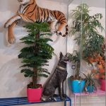 بیمارستان دامپزشکی شبانه روزی درین در تهران