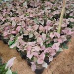 شرکت گل پاک در فومن