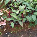 شرکت گل پاک در فومن