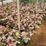 شرکت گل پاک در فومن