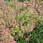 شرکت گل پاک در فومن