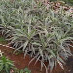 شرکت گل پاک در فومن