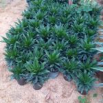 شرکت گل پاک در فومن