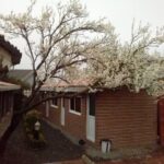 رستوران خوب در تالش