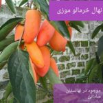 مرکز نهالستان ساداتی در قائمشهر