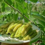 مرکز نهالستان ساداتی در قائمشهر