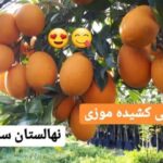 مرکز نهالستان ساداتی در قائمشهر