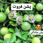 مرکز نهالستان ساداتی در قائمشهر