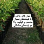 مرکز نهالستان ساداتی در قائمشهر