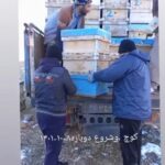 زنبورداری تورج در نورآباد لرستان