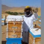 زنبورداری تورج در نورآباد لرستان