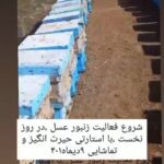 زنبورداری تورج در نورآباد لرستان