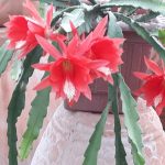 نمایشگاه گل و گیاه و سفال گیله مرد