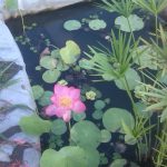 نمایشگاه گل و گیاه و سفال گیله مرد