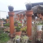 نمایشگاه گل و گیاه و سفال گیله مرد