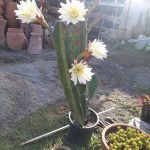 نمایشگاه گل و گیاه و سفال گیله مرد