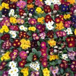 نمایشگاه گل و گیاه و سفال گیله مرد