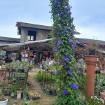 نمایشگاه گل و گیاه و سفال گیله مرد