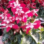 نمایشگاه گل و گیاه و سفال گیله مرد