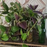 بیمه آسیا نمایندگی حامد کریمی در شیراز